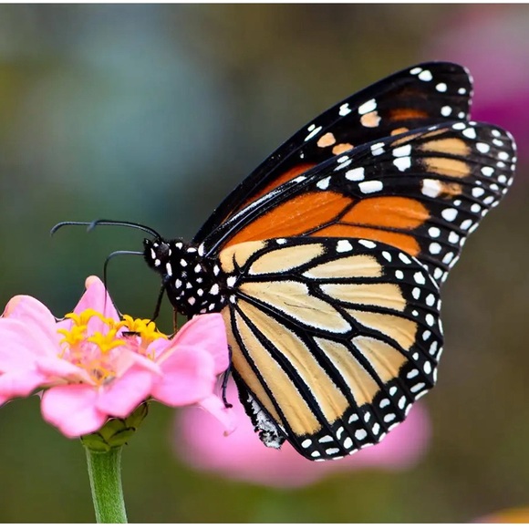 Meet your Posher, Judith - Picture 1 of 1